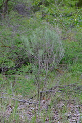 Artemisia tripartita