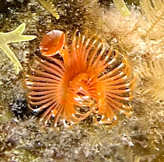 Serpula vermicularis