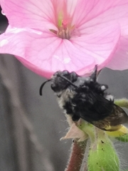 Melecta albifrons