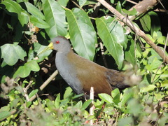 Pardirallus nigricans