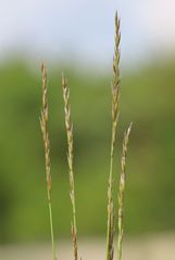 Festuca rupicola
