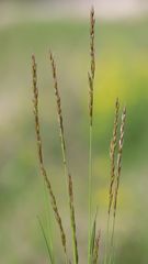 Festuca rupicola