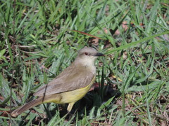 Machetornis rixosa