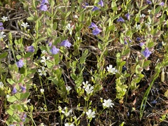 Scutellaria parvula
