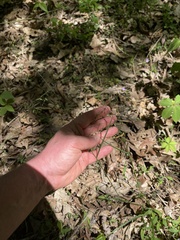 Poa sylvestris