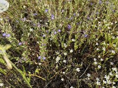 Scutellaria parvula