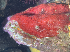 Phorbas fictitius