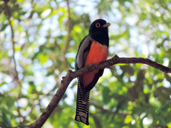 Trogon curucui