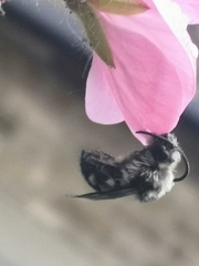 Melecta albifrons