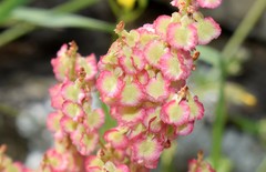 Rumex tuberosus