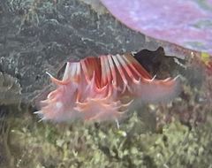 Serpula vermicularis