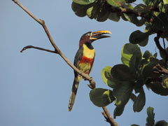 Pteroglossus castanotis