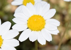 Anthemis chia