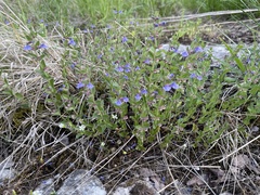 Scutellaria parvula
