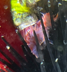 Serpula vermicularis