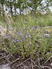 Scutellaria parvula