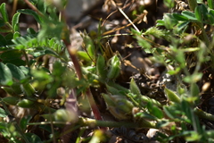 Astragalus sesameus