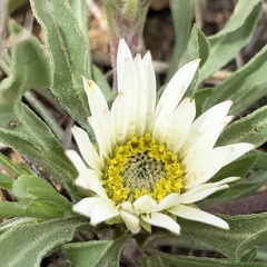 Townsendia grandiflora