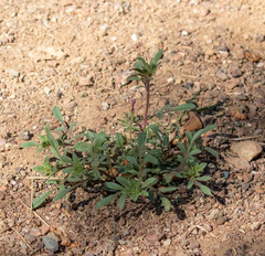 Allophyllum divaricatum