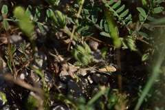 Astragalus sesameus