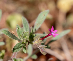 Allophyllum divaricatum