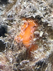 Yungia aurantiaca