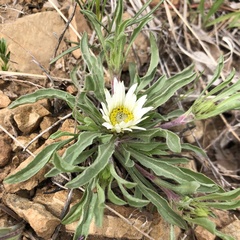Townsendia grandiflora