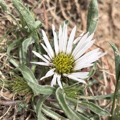 Townsendia grandiflora