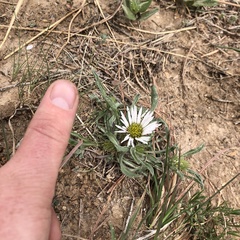 Townsendia grandiflora