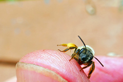Andrena rufosignata