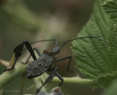 Leptoglossus gonagra