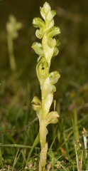 Pterostylis bicolor