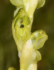 Pterostylis bicolor