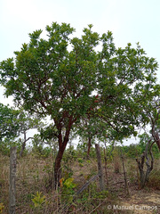 Quercus oleoides