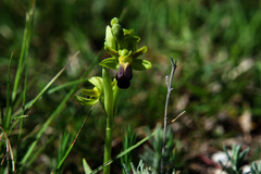 Ophrys fusca funerea
