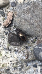 Notiophilus sylvaticus