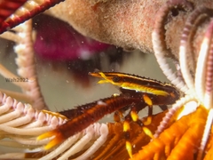 Allogalathea elegans