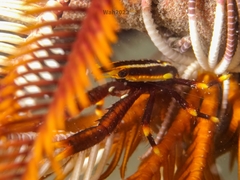 Allogalathea elegans