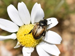 Blitopertha lineolata