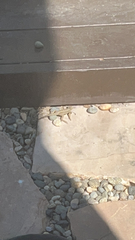 Sceloporus occidentalis