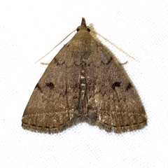 Zanclognatha dentata