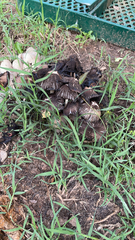 Coprinopsis strossmayeri