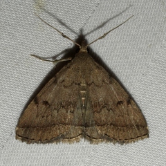 Zanclognatha dentata