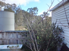 Acanthorhynchus tenuirostris