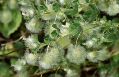 Trifolium pilulare
