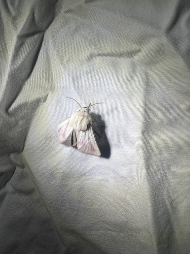 Schinia snowi photo 5