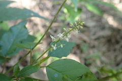 Rivina humilis