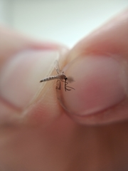 Aedes japonicus