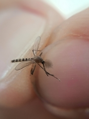 Aedes japonicus