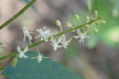 Rivina humilis